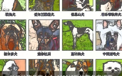 顺口的狗名字大全 2023好听的狗名字推荐