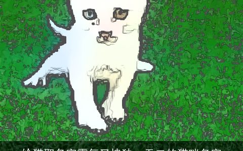 给猫取名字霸气又拽独一无二的猫咪名字