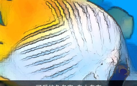 可爱的鱼名字 自由自在