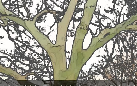 好听又有深意的树名 男生诗意名字大全推荐 好听诗意的男生名字最新