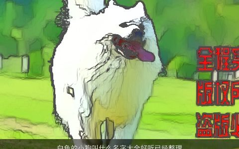 白色的小狗叫什么名字大全好听已经整理出来快挑选 温柔文静好听的狗名字最新