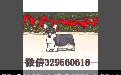 柯基犬取什么名字大全好听 新颖好听的小孩名字大全
