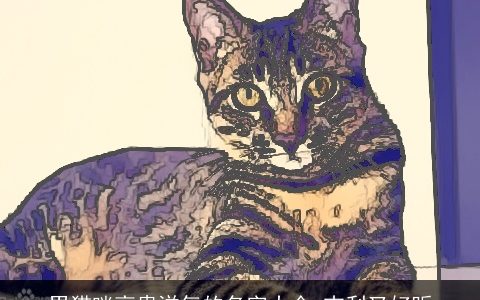 男猫咪高贵洋气的名字大全 吉利又好听