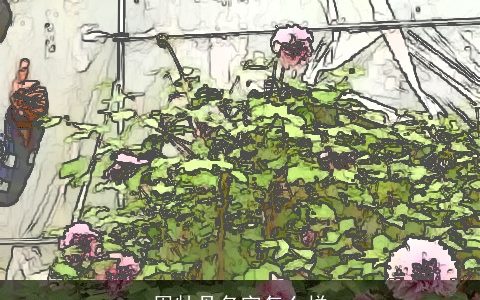 周牡丹名字怎么样