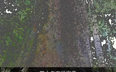 苏木名字的寓意