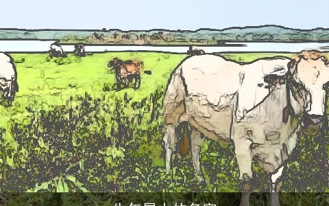 牛年属水的名字