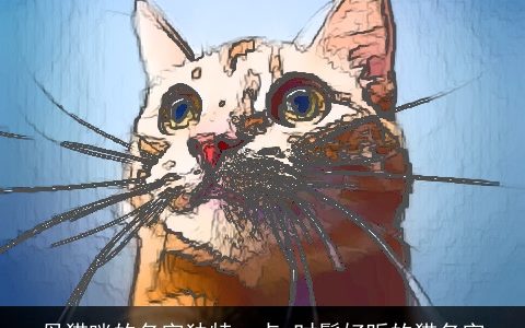 母猫咪的名字独特一点 时髦好听的猫名字