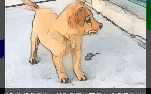 给狗狗起名字实在是难倒了闺蜜怎么样都取不出来