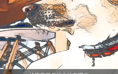 给狗狗取名的方法有哪些