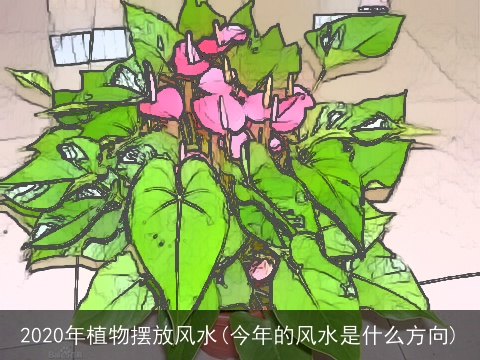 2020年植物摆放风水(今年的风水是什么方向)