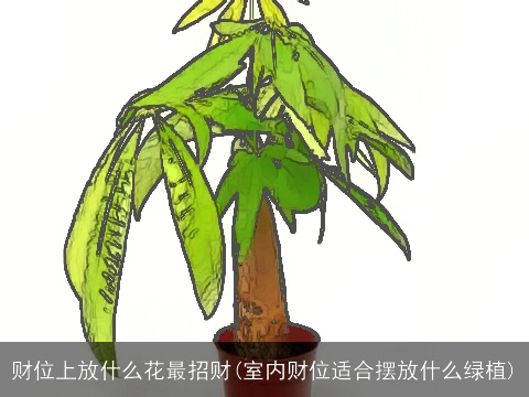 财位上放什么花最招财(室内财位适合摆放什么绿植)
