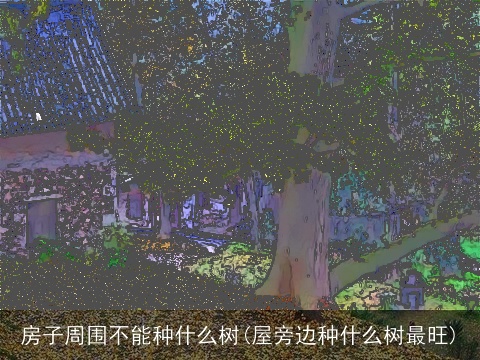 房子周围不能种什么树(屋旁边种什么树最旺)
