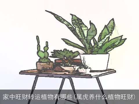 家中旺财转运植物有哪些(属虎养什么植物旺财)