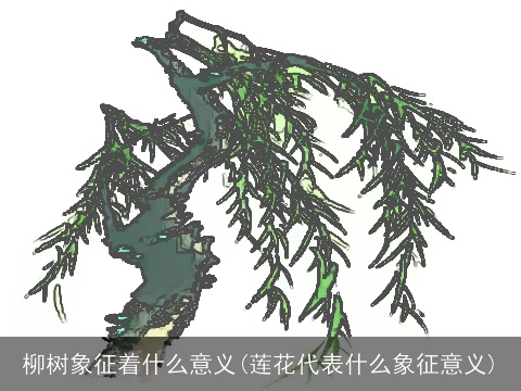 柳树象征着什么意义(莲花代表什么象征意义)