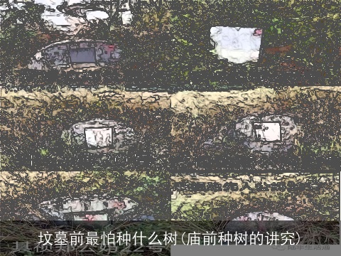 坟墓前最怕种什么树(庙前种树的讲究)