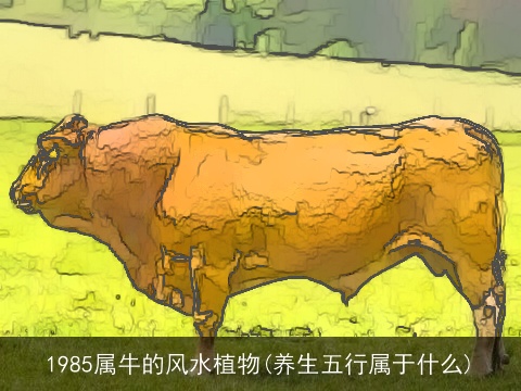 1985属牛的风水植物(养生五行属于什么)
