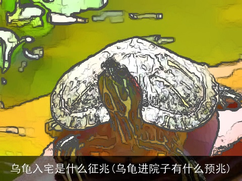 乌龟入宅是什么征兆(乌龟进院子有什么预兆)