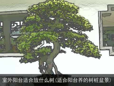 室外阳台适合放什么树(适合阳台养的树桩盆景)