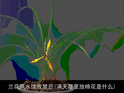 兰花风水摆放禁忌(满天星里放棉花是什么)