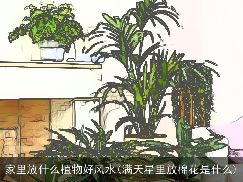 家里放什么植物好风水(满天星里放棉花是什么)