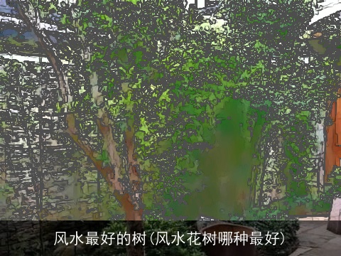 风水最好的树(风水花树哪种最好)