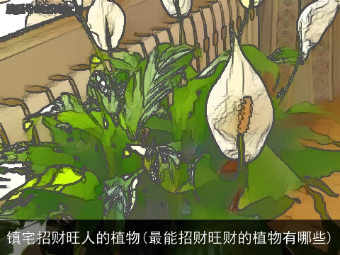 镇宅招财旺人的植物(最能招财旺财的植物有哪些)