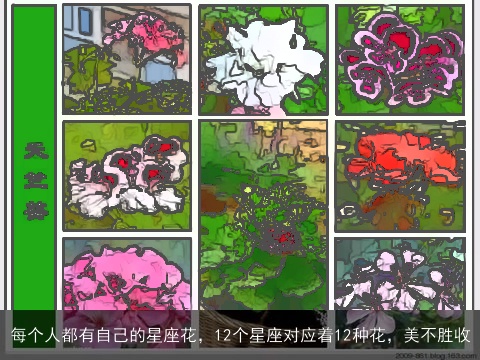 每个人都有自己的星座花，12个星座对应着12种花，美不胜收