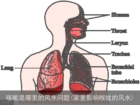 咳嗽是哪里的风水问题(家里影响喉咙的风水)