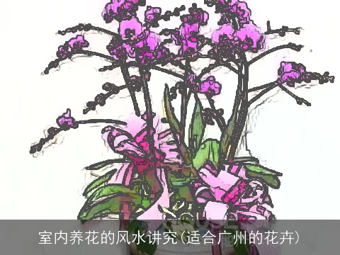 室内养花的风水讲究(适合广州的花卉)