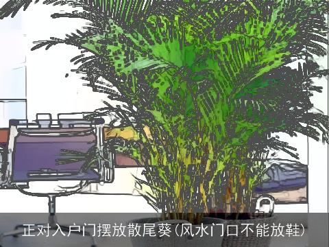 正对入户门摆放散尾葵(风水门口不能放鞋)