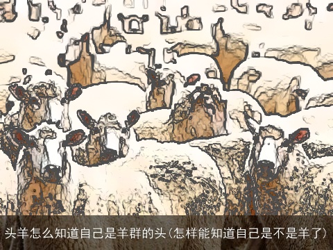 头羊怎么知道自己是羊群的头(怎样能知道自己是不是羊了)