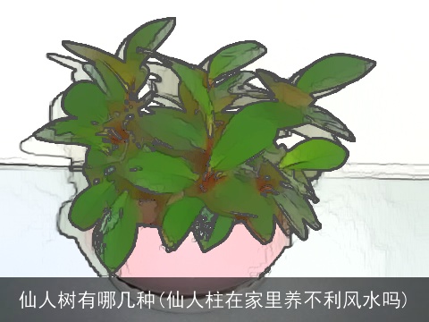 仙人树有哪几种(仙人柱在家里养不利风水吗)