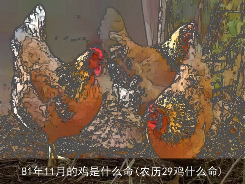 81年11月的鸡是什么命(农历29鸡什么命)