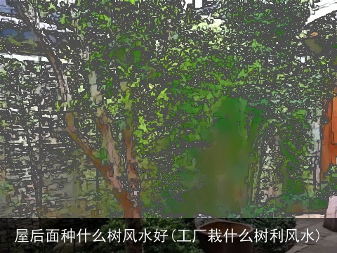 屋后面种什么树风水好(工厂栽什么树利风水)