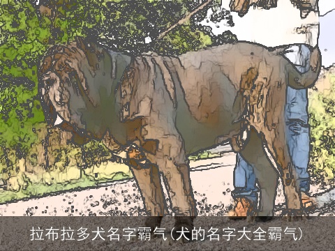拉布拉多犬名字霸气(犬的名字大全霸气)