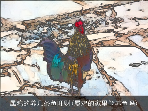 属鸡的养几条鱼旺财(属鸡的家里能养鱼吗)