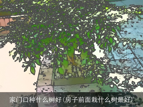 家门口种什么树好(房子前面栽什么树最好)