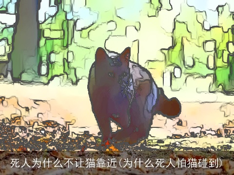 死人为什么不让猫靠近(为什么死人怕猫碰到)