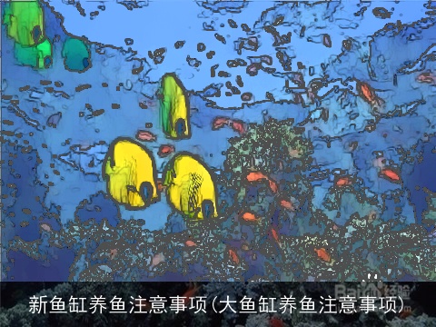 新鱼缸养鱼注意事项(大鱼缸养鱼注意事项)