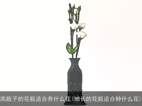 高瓶子的花瓶适合养什么花(细长的花瓶适合种什么花)