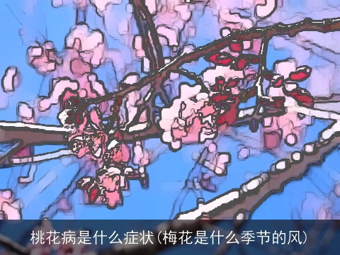 桃花病是什么症状(梅花是什么季节的风)