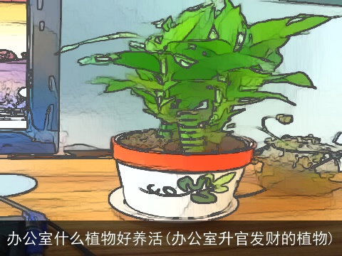 办公室什么植物好养活(办公室升官发财的植物)