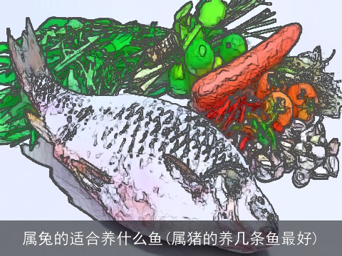 属兔的适合养什么鱼(属猪的养几条鱼最好)