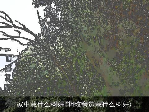 家中栽什么树好(祖坟旁边栽什么树好)