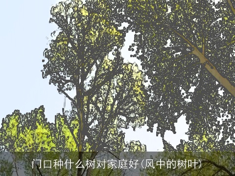 门口种什么树对家庭好(风中的树叶)