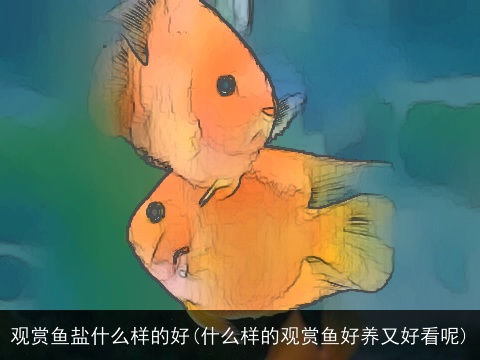 观赏鱼盐什么样的好(什么样的观赏鱼好养又好看呢)