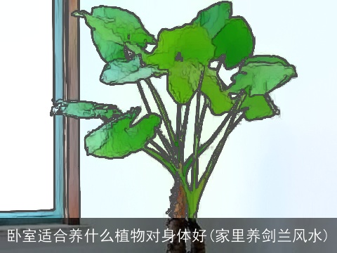 卧室适合养什么植物对身体好(家里养剑兰风水)