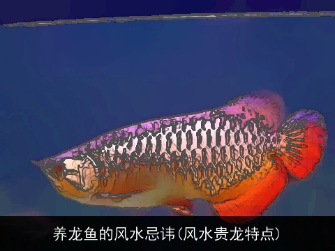 养龙鱼的风水忌讳(风水贵龙特点)