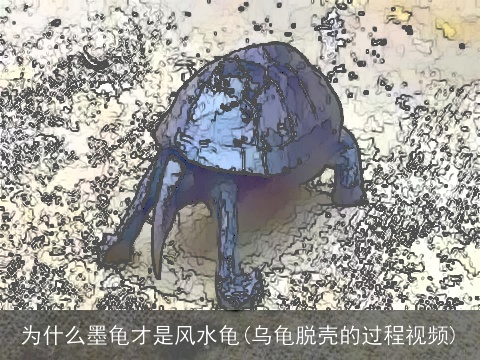 为什么墨龟才是风水龟(乌龟脱壳的过程视频)