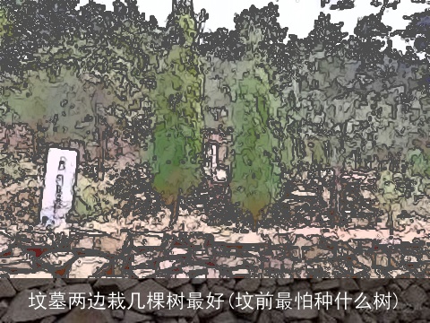 坟墓两边栽几棵树最好(坟前最怕种什么树)